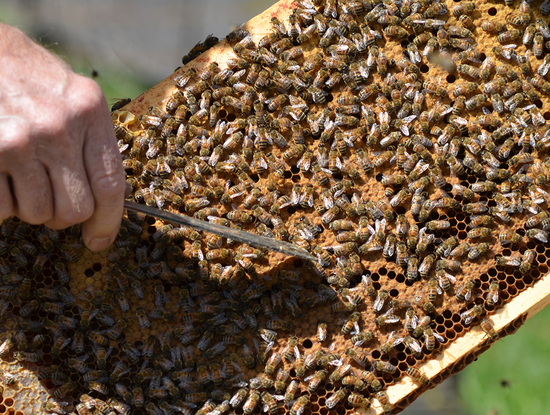 Bee initiatives in focus - Country Life in BC