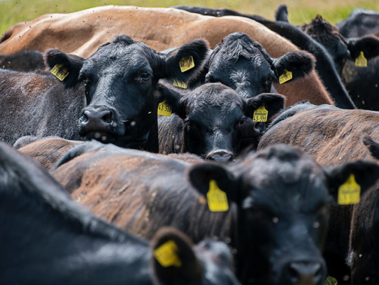 Beef impact bumps up - Country Life in BC