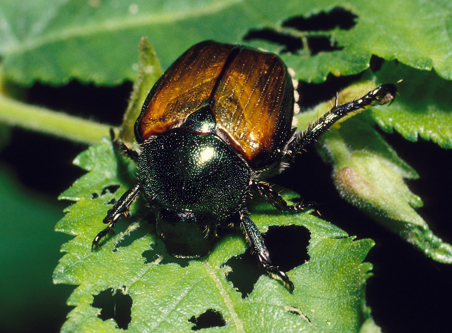 Japanese beetle spreads - Country Life in BC