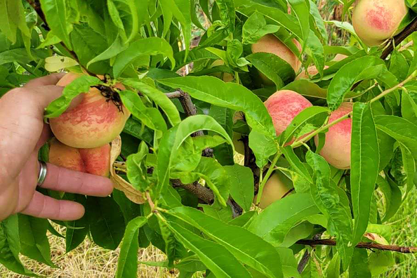 Province’s peach supply down - Country Life in BC